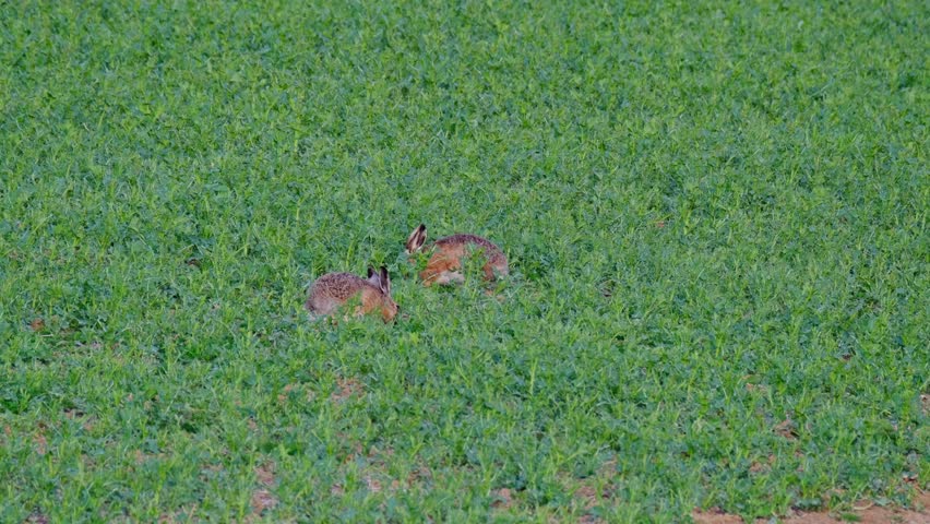 valuable game animal grazing on green lawn, two hares of lagomorph order, Lepus europaeus eats young rapeseed plants, concept of harming agriculture, object of amateur and sport hunting Royalty-Free Stock Footage #3394063533