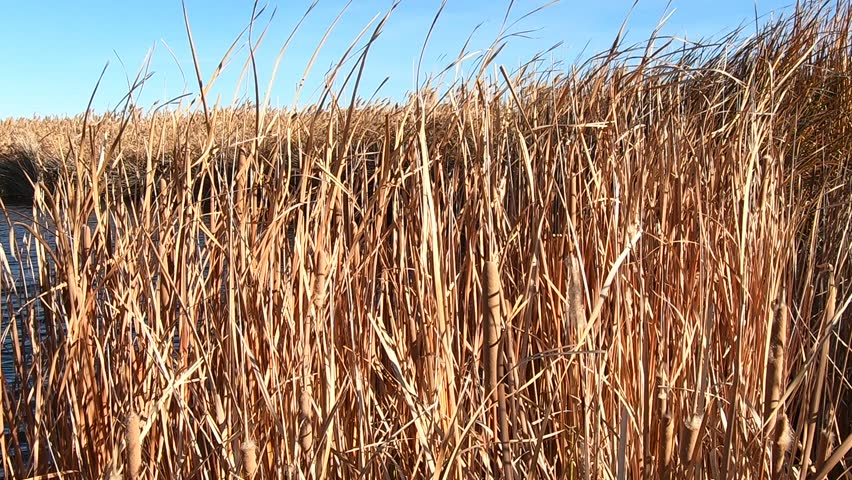 Beautiful long marsh grass in a pond