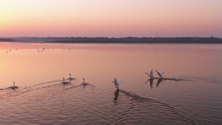 Aerial photography of migratory birds flying over the lake