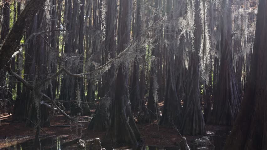 Caddo Lake State Park in Texas with its amazing vegetation and landscape - travel photography