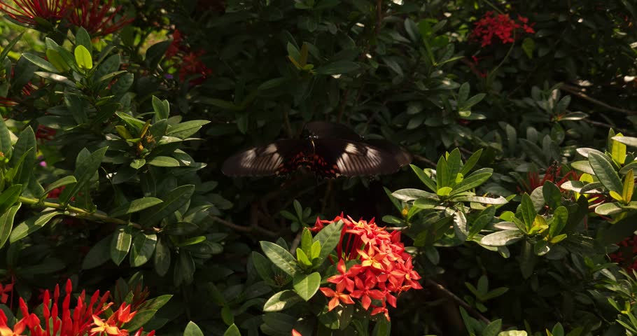 Pair of black butterflies dancing in the air butterfly love mating flying around flowers. Beautiful realtime video.