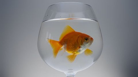 Goldfish floating in the water of a large glass goblet. Closeup
