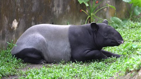 The Malayan tapir (Tapirus indicus), also called the Asian tapir stays or sitting on leafs ground.
