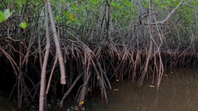 Tropical mangrove forest at sunny day, daytime shot, High quality 4k footage