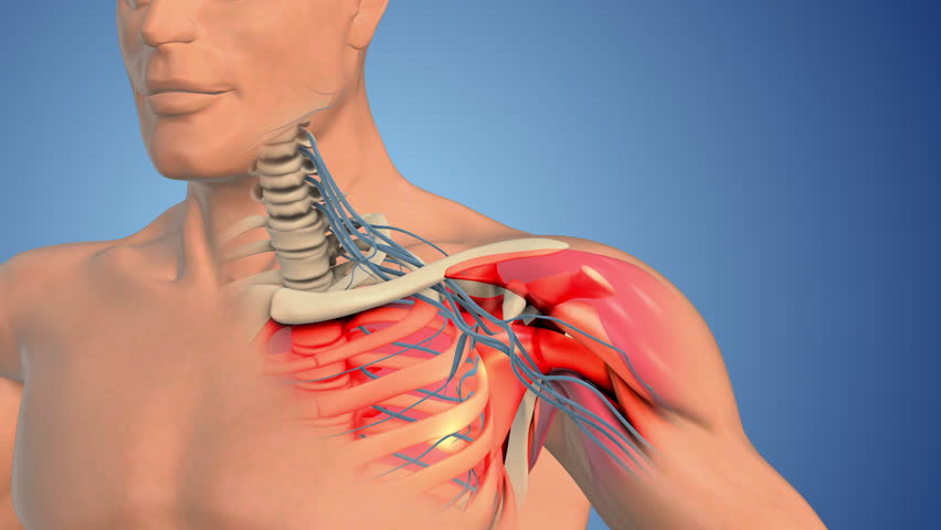 Brachial plexus nerve network in the shoulder structure