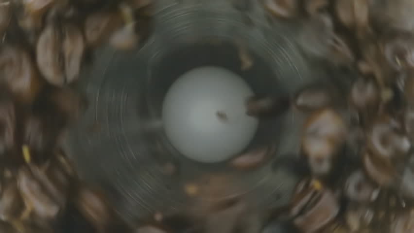 Coffee beans fall into the coffee grinder, she is their milling and we get ground coffee, ready to cook the drink. Macro. Closeup. Slow mo, slo mo, slow motion, high speed camera, 240fps, 250fps
