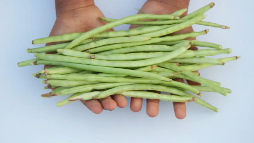 4k footage of cowpeas Vegetable pods on hand against white background. Cowpeas vegetable isolated on white background. Cowpeas pods. Cowpeas vegetables long pods. Healthy eating food. Healthy food. Royalty-Free Stock Footage #3394381823