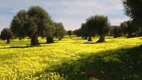 4k drone forward video (Ultra High Definition) of olive garden with blooming yellow flowers. Attractive spring scene of Milazzo peninsula, Sicily, Italy, Europe.