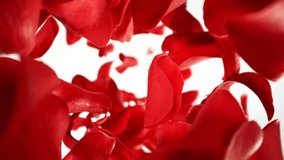 Super Slow Motion of Falling Rose Petals on White Background. Camera Placed on High Speed Cine bot, Rotating Around. Filmed on High Speed Cinema Camera, 1000 fps. - Powered by Shutterstock - Get 15% off with code: PIKWIZARD15