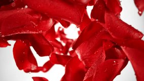 Super Slow Motion of Falling Red Rose Petals with Water Drops on White Background. Camera Placed on High Speed Cine bot, Rotating Around. Filmed on High Speed Cinema Camera, 1000 fps. Speed Ramp. - Powered by Shutterstock - Get 15% off with code: PIKWIZARD15