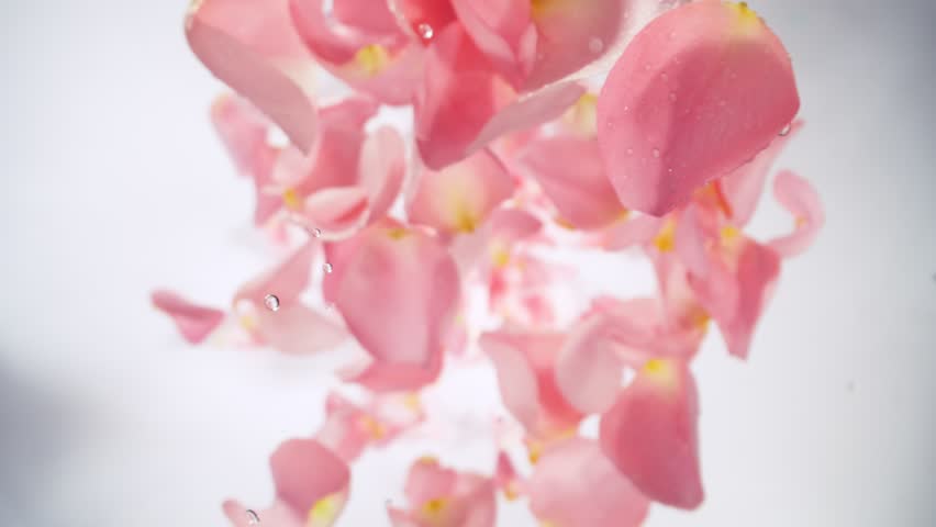 Super Slow Motion of Falling Pink Rose Petals with Water Drops on White Background. Camera Placed on High Speed Cine bot, Rotating Around. Filmed on High Speed Cinema Camera, 1000 fps. Speed Ramp.