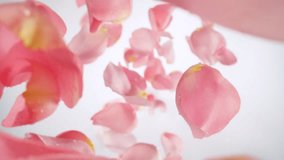 Super Slow Motion of Falling Pink Rose Petals with Water Drops on White Background. Camera Placed on High Speed Cine bot, Rotating Around. Filmed on High Speed Cinema Camera, 1000 fps. Speed Ramp. - Powered by Shutterstock - Get 15% off with code: PIKWIZARD15