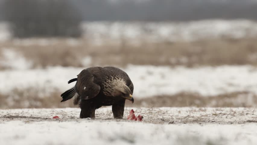 Majestic predator Golden eagle, Aquila chrysaetos in Poland Europe wild nature, winter time hunting time
