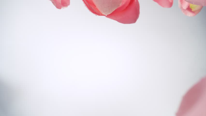 Super Slow Motion of Falling Pink Rose Petals with Water Drops on White Background. Camera Placed on High Speed Cine bot, Rotating Around. Filmed on High Speed Cinema Camera, 1000 fps.