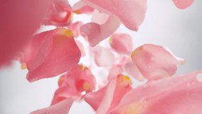 Super Slow Motion of Falling Pink Rose Petals with Water Drops on White Background. Camera Placed on High Speed Cine bot, Rotating Around. Filmed on High Speed Cinema Camera, 1000 fps. - Powered by Shutterstock - Get 15% off with code: PIKWIZARD15