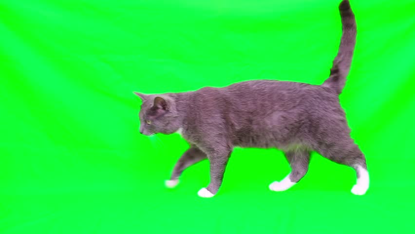 Cat is going on a green screen chromakey. Gray cat isolated on a greenscreen. Feline is slowly walking. Cat is Coming. Kitten video. Keying. Advertising of goods for pets. Side View. Full body shot.