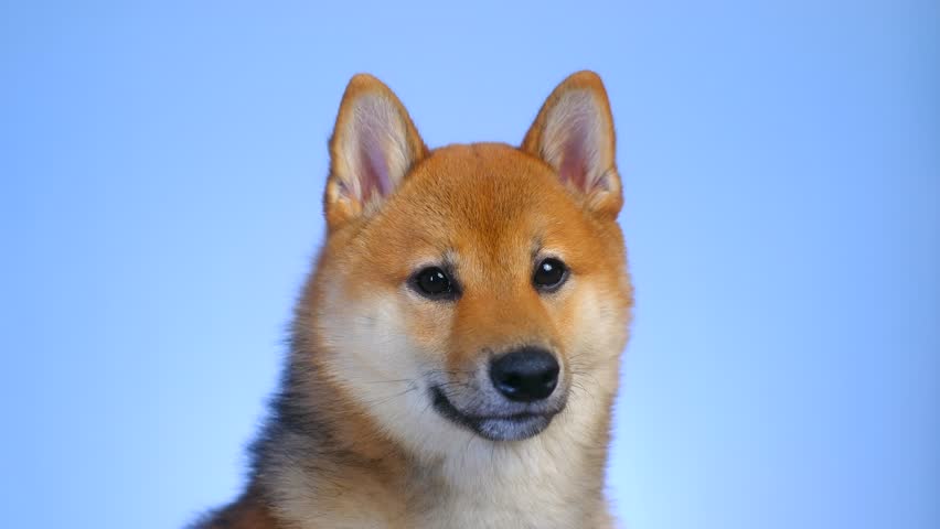 Portrait of Japanese Shiba Inu pet dog. A cute puppy attentively looking at the camera close-up on blue monochrome background. Color red sesame. A look into the camera. Royalty-Free Stock Footage #3394476697