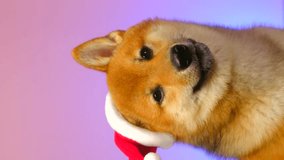 Close up portrait of Shiba inu dog wearing christmas Santa Hat on chroma key. Christmas puppy sitting on pink background. Congratulations on New Year or Christmas. Vertical video. The smiling dog. - Powered by Shutterstock - Get 15% off with code: PIKWIZARD15