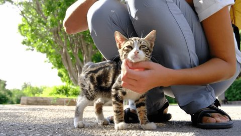 Homeless cat walking on summer Turkish park. Stray cat outdoors. young woman is petting stray cat. The concept of good treatment of animals and help.の動画素材