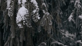 Video panorama of a winter forest in the Ukrainian Carpathians near the village of Slavske, Lviv region in Ukraine
