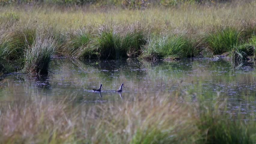 Sandpiper birds swim in the pond
