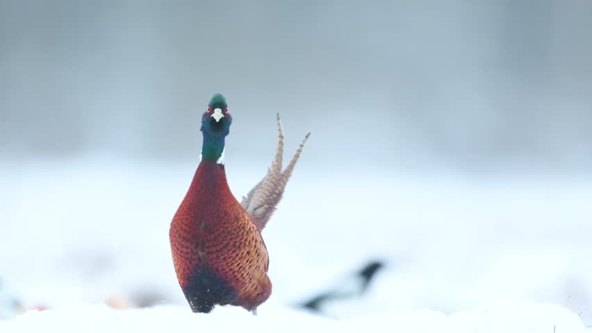 Bird Common pheasant Phasianus colchius Ring-necked pheasant in natural habitat, blue background, snowy grassland Poland Europe winter time