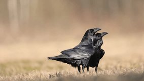 Bird beautiful raven Corvus corax North winter time Poland Europe, two ravens on spring meadow - Powered by Shutterstock - Get 15% off with code: PIKWIZARD15