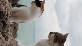 Vertical video. Cats on the Rocks by the Sea, one attempting to sneak up on the other, but getting noticed. The cats are displeased, one is angry. Behind them, the sea rages under overcast skies.
