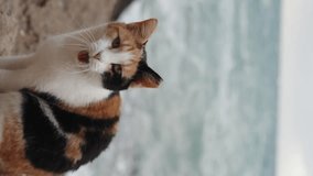 Vertical video. In Slow Motion, Handheld Footage, with Slight Shake. A Multicolored Cat Yawns Widely, Displaying Its Teeth, Sitting on the Rocks Against the backdrop of Bad Weather and High Sea Waves.