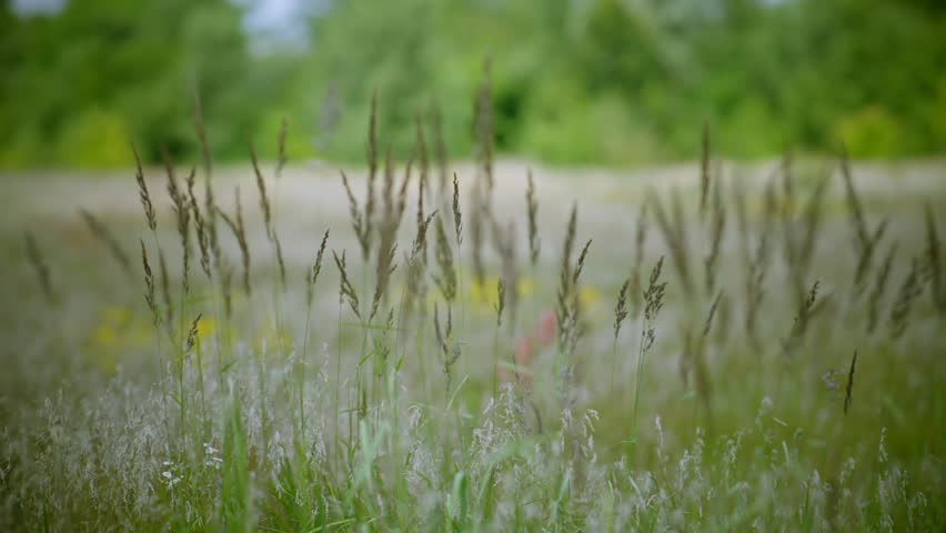 Serene Nature Grass Swaying On Wind. Blissful Retreat Tranquil Scenery. Peaceful Meadow Gentle Breeze Grass Flowing. Calming Harmony Picturesque Landscape. Dreamy Swaying Grass Tranquil Meadow Lounge Royalty-Free Stock Footage #3394592627