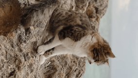 Vertical video. On a Seaside Cliff in Windy Weather, a Fluffy Cat Sits, Yawning, and Shaking Its Head. Slow Motion.