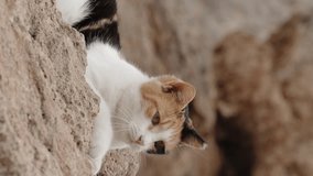 Vertical video. A Stray Multicolored Cat Lies on Sharp Rocks with Cliffs in the Background.
