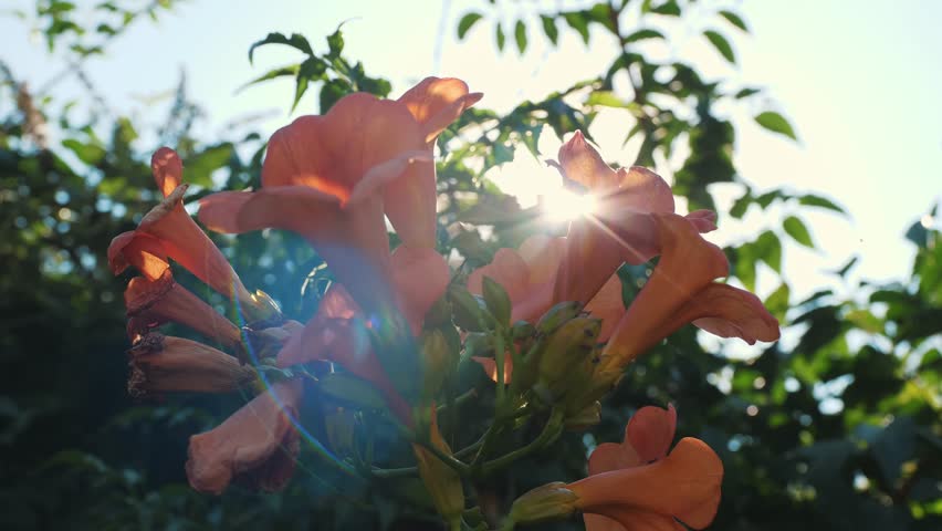 Beautiful Campsis grandiflora flowers in summer. Closeup of Trumpet vine flowers climbing. Campsis flower heads . Soft sunlight.
