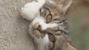 Vertical video. Close-Up of a Striped Cat Lying on a Rock, Licking and Biting Its Paw, Engaged in Grooming Procedures.