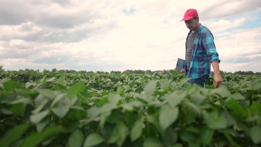 a farmer walks through a lifestyle soybean field. agricultural business concept. a farmer walks between the rows of soybeans with a tablet in his hand. an experienced farmer is engaged in a field of Royalty-Free Stock Footage #3394727893