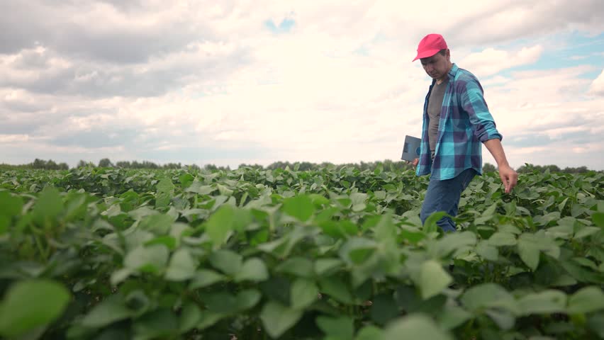 a farmer walks through a lifestyle soybean field. agricultural business concept. a farmer walks between the rows of soybeans with a tablet in his hand. an experienced farmer is engaged in a field of