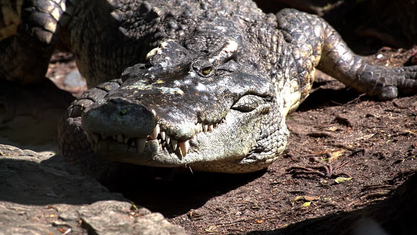 Large Crocodile closeup portrait open mouth with sharp teeth in its natural habitat lying on stones near jungle river. Wildlife nature predator animals of Africa. Dangerous alligator hunting livestock