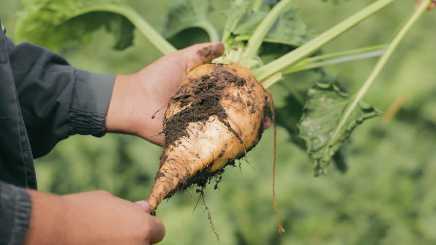 Sugar beet close-up in the hands of a male farmer. Cultivation of sugar beets. A farmer inspects sugar beets in a field on a sunny day. Royalty-Free Stock Footage #3394764909