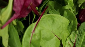 of fresh green and red spinach leaves, Turning. selective focus. arugula, spinach, and beet greens, rotation in a circle. vertical video

