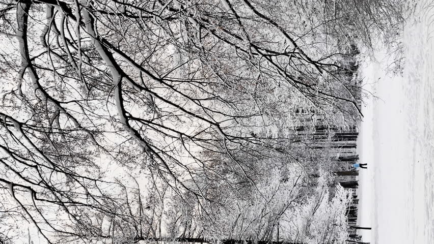 The frosty winter public park at sunset, tree branches are covered with snow, snowflakes are slowly falling, silence and stillness