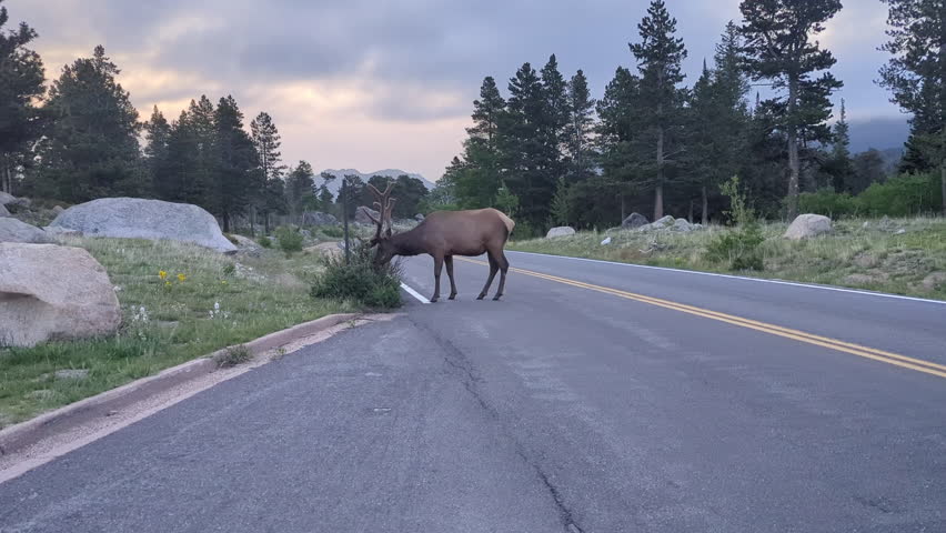 Elk on the road in the Bear Lake area of the Rocky Mountain National Park (Grand Lake, Colorado, United States of America). 