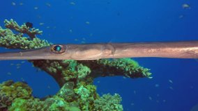 Close Up Tropical Cornet Fish. Picture of underwater cornetfish (Fistularia commersonii) in the tropical reef of the Red Sea, Dahab, Egypt.