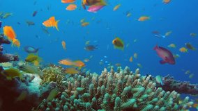 Colorful Underwater Tropical Glassfish. Picture of colorful tropical fishes at the red sea in the tropical reef of the Red Sea, Dahab, Egypt.