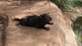 
Tasmanian Devil relaxing on a rock.