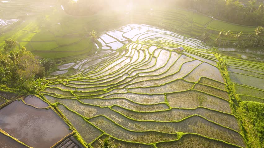 Aerial footage of terraced rice fields with yellowish light in the afternoon