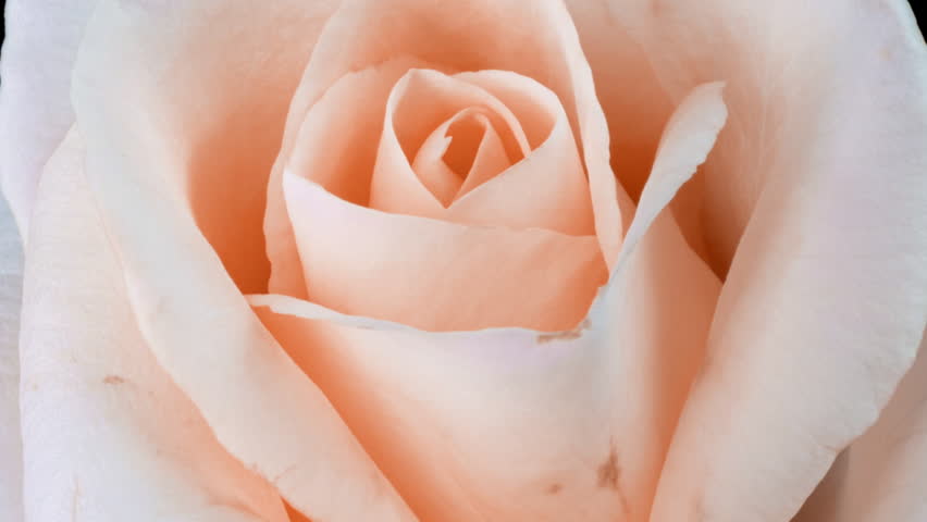 Timelapse of rose flower blooming. Flower open, time lapse, close-up. Wedding backdrop, Valentine's Day concept. 4K UHD video timelaps. Pantone peach Fuzz color of the year 2024 Royalty-Free Stock Footage #3394974487