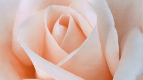 Timelapse of rose flower blooming. Flower open, time lapse, close-up. Wedding backdrop, Valentine's Day concept. 4K UHD video timelaps. Pantone peach Fuzz color of the year 2024