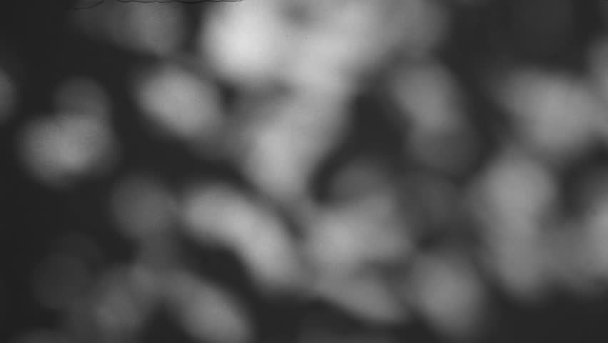 Blur abstract backdround of tree leaves silhouette, shadow motion on grey wall