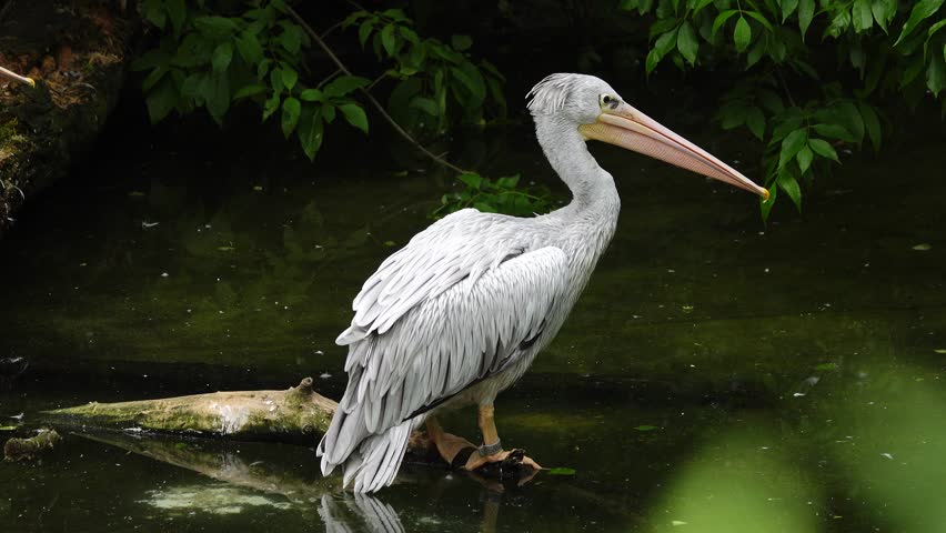 pink backed pelican by the lake