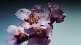 Rose buds bloom on a sprig of almonds. Funny yellow stamens move. Background concept for a gorgeous Happy Holidays greeting card. Timelapse - Powered by Shutterstock - Get 15% off with code: PIKWIZARD15